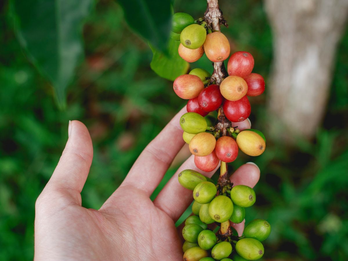 Green coffee bean cherries at coffee farm plantation