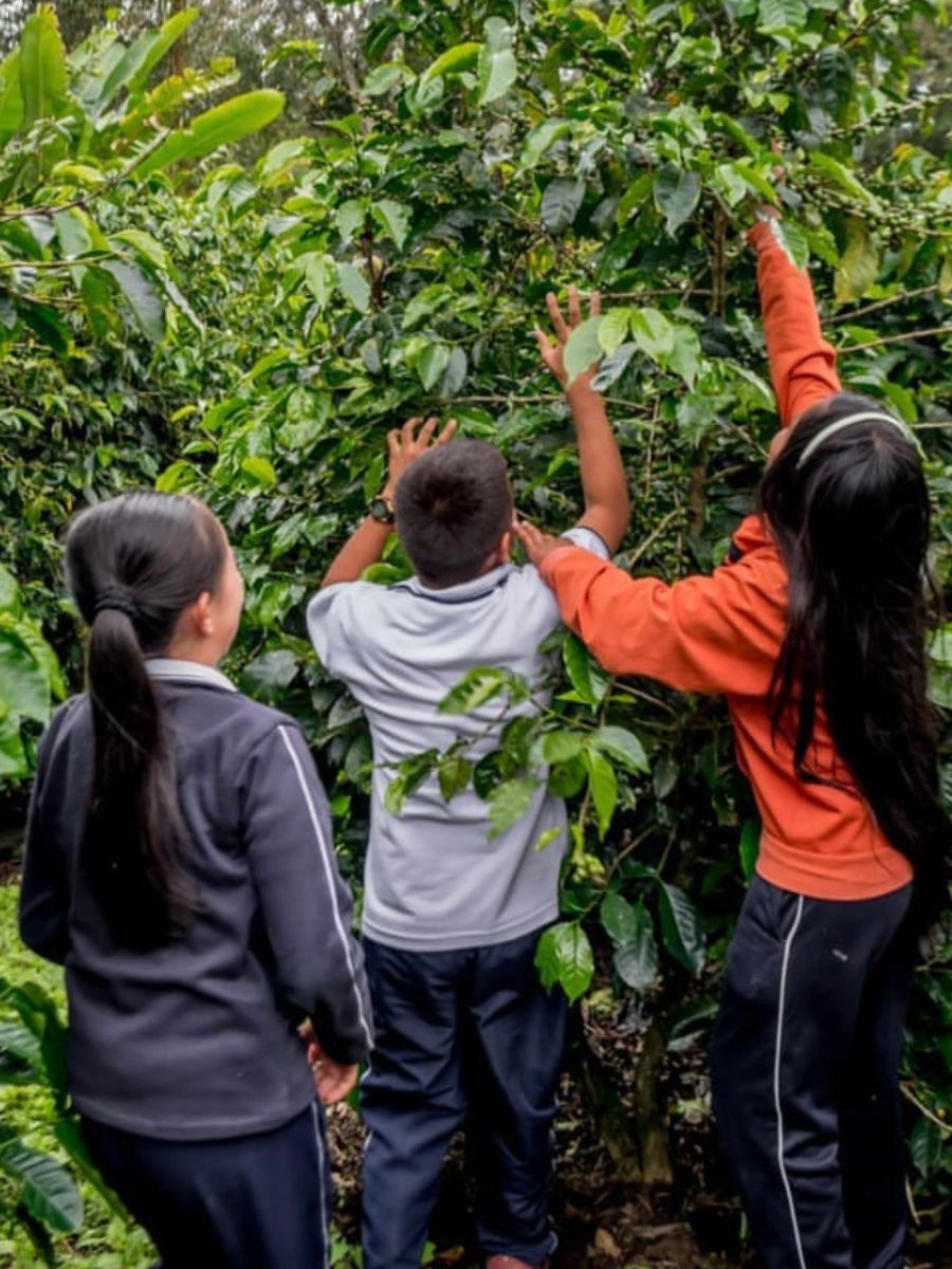 Coffee farmer children walking through coffee trees on plantation in Colombia